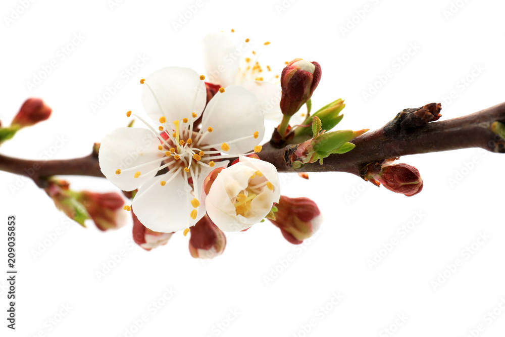 Branch with beautiful blossoming flowers on white background