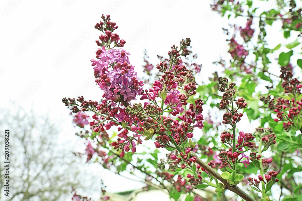 春日美丽的丁香花