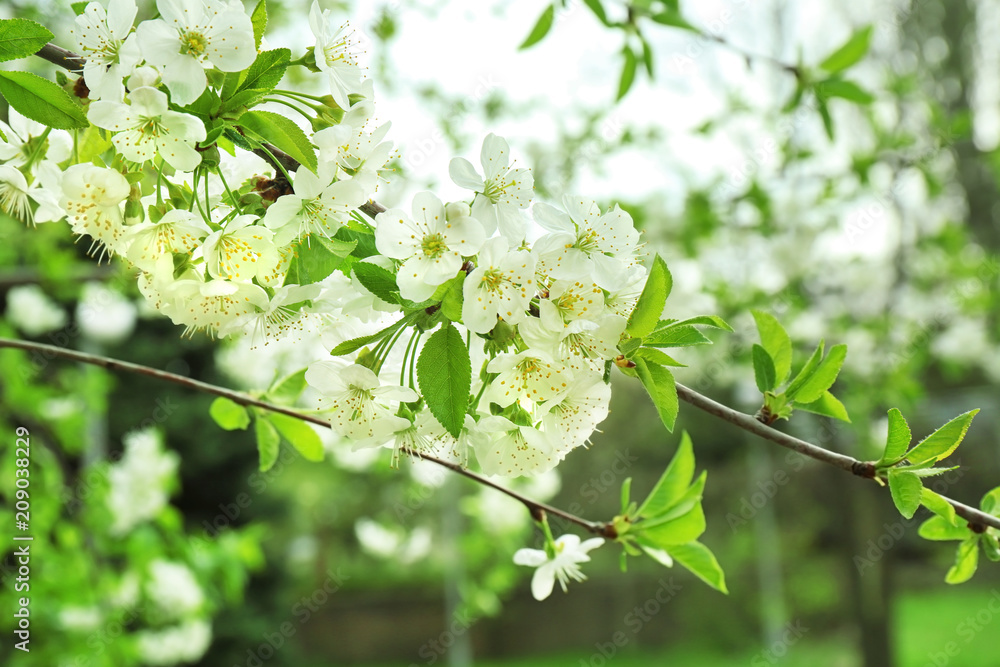 春日枝繁叶茂