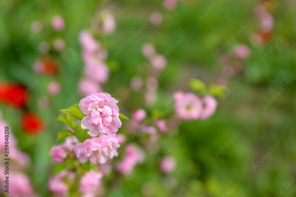 户外美丽开花的树枝