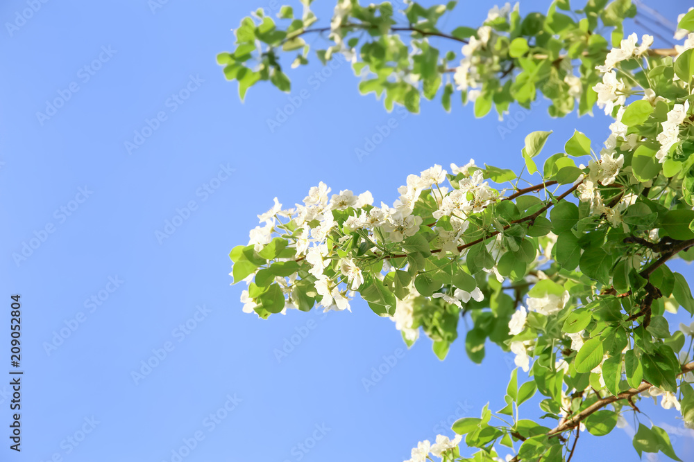 天空背景下美丽的开花树枝