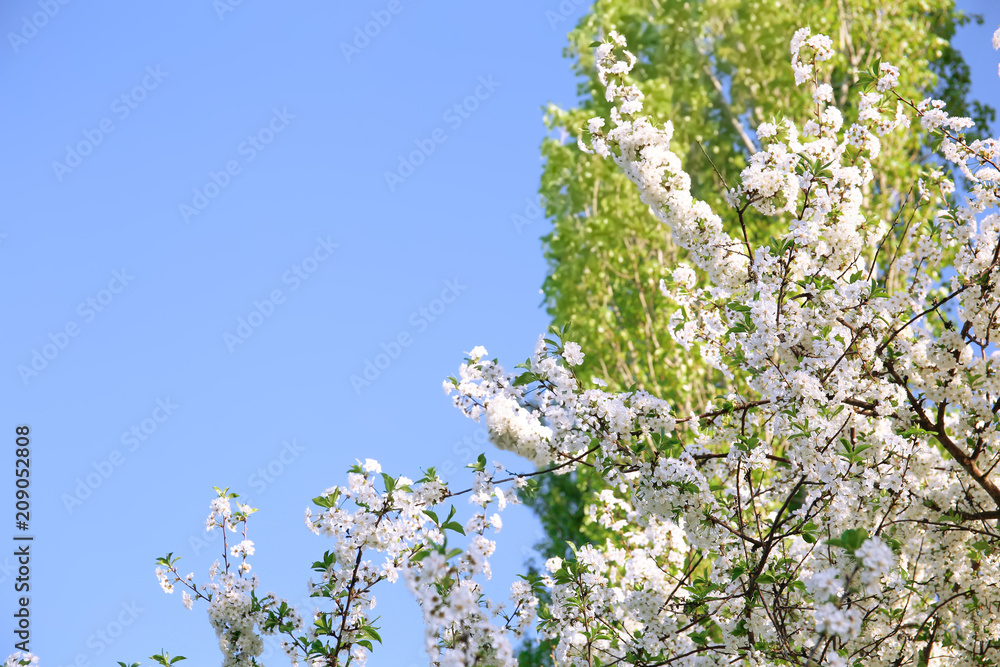 Beautiful blossoming tree branches on sky background