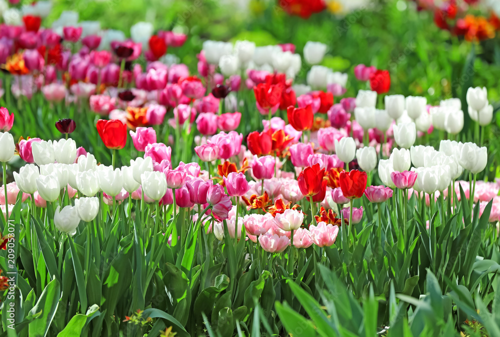 Beautiful blossoming tulips outdoors