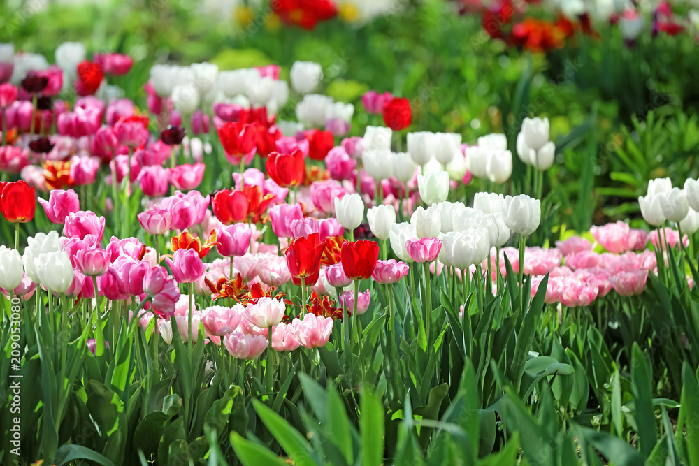 Beautiful blossoming tulips outdoors