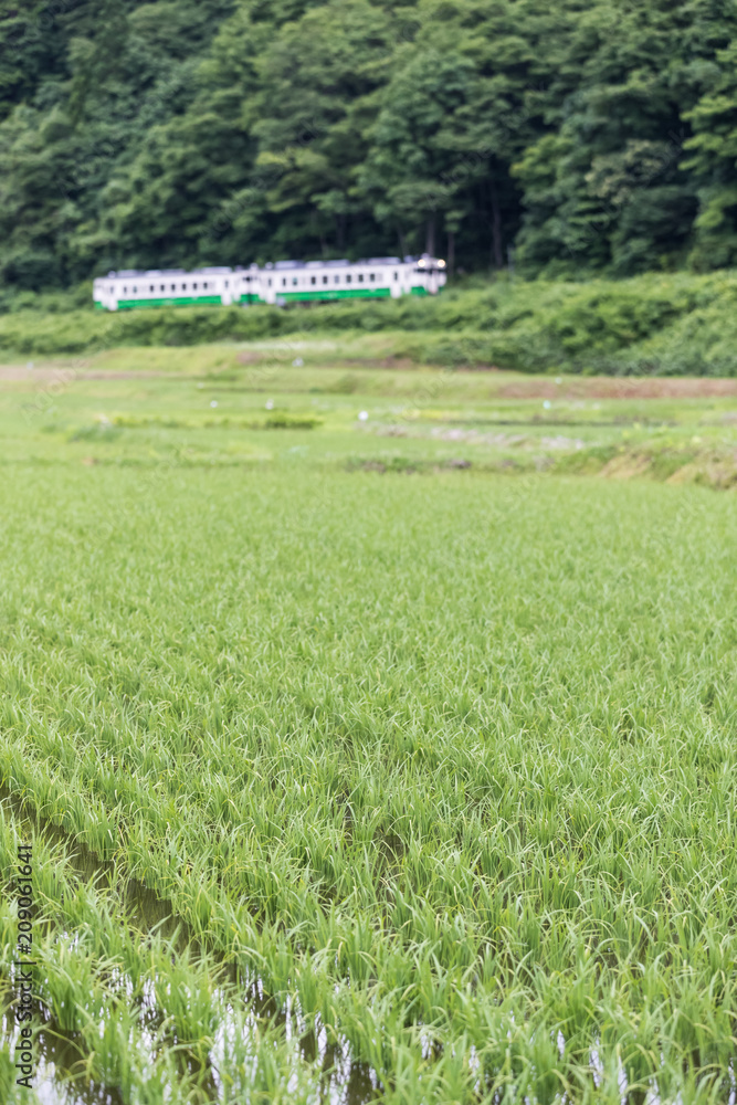 福岛县夏季稻田和多山铁路线。