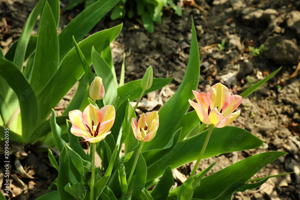 Beautiful blossoming tulips on sunny spring day outdoors