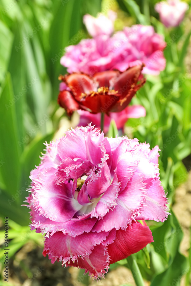 Beautiful blossoming tulips on sunny spring day outdoors