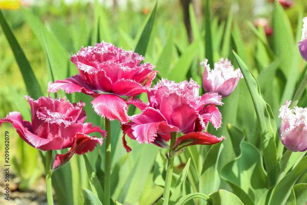 Beautiful blossoming tulips on sunny spring day outdoors