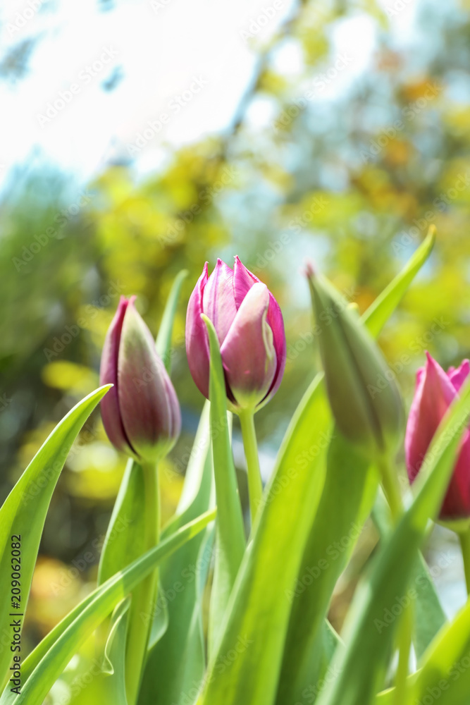 Beautiful blossoming tulips on sunny spring day outdoors