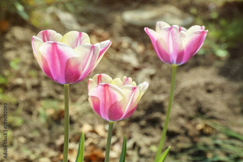 Beautiful blossoming tulips on sunny spring day outdoors