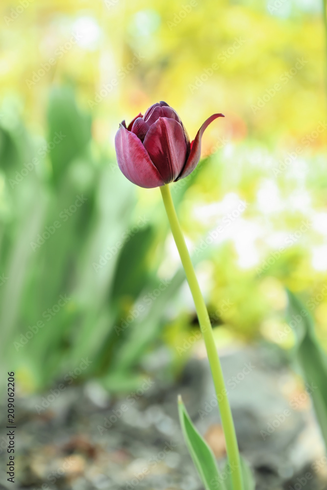 Beautiful blooming tulip on spring day outdoors