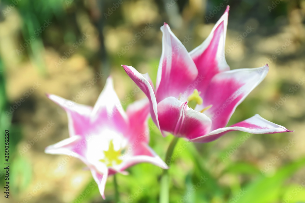 Beautiful blossoming tulips on sunny spring day outdoors