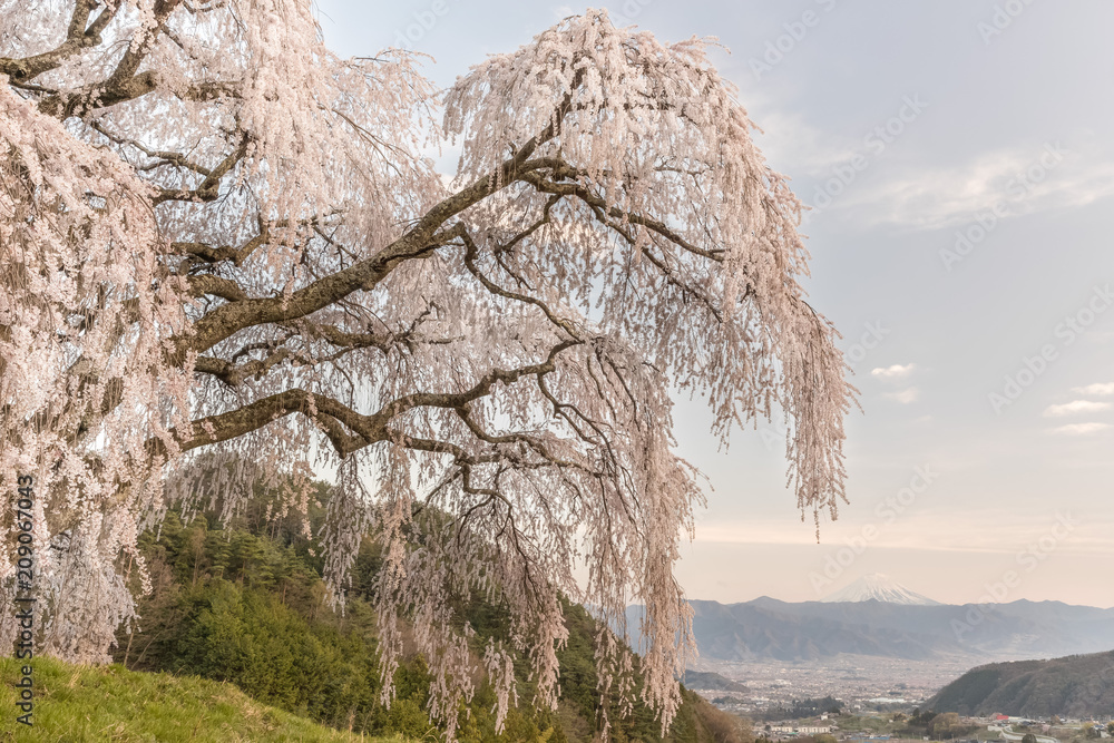 山梨镇的志大樱花和富士山。志大樱花是下垂的樱花树