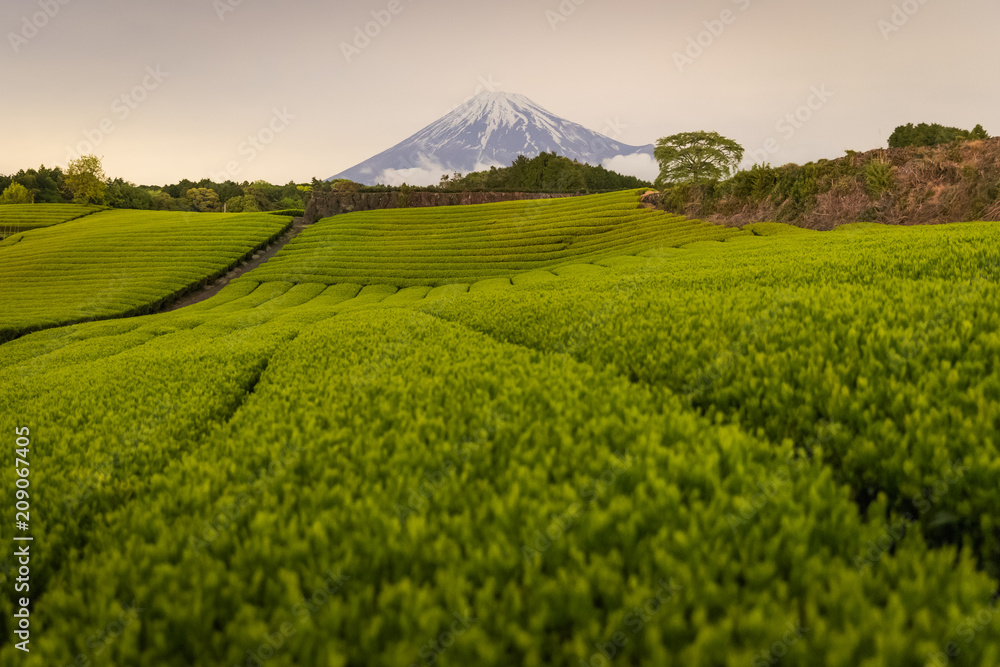 静冈县春季茶园和富士山夜景