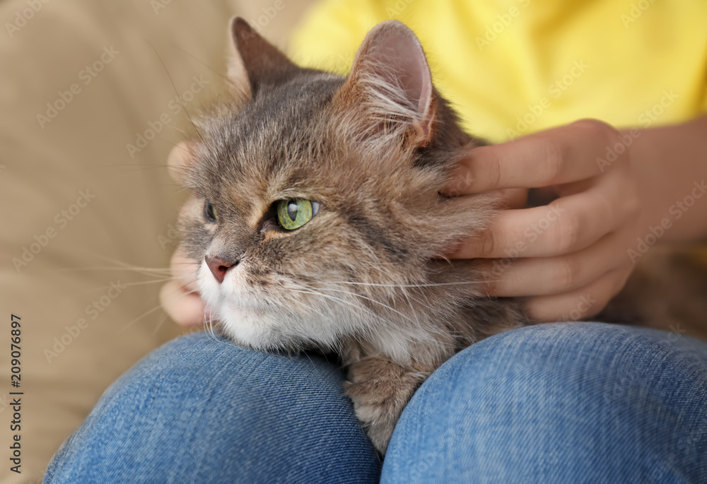 女人腿上的可爱猫