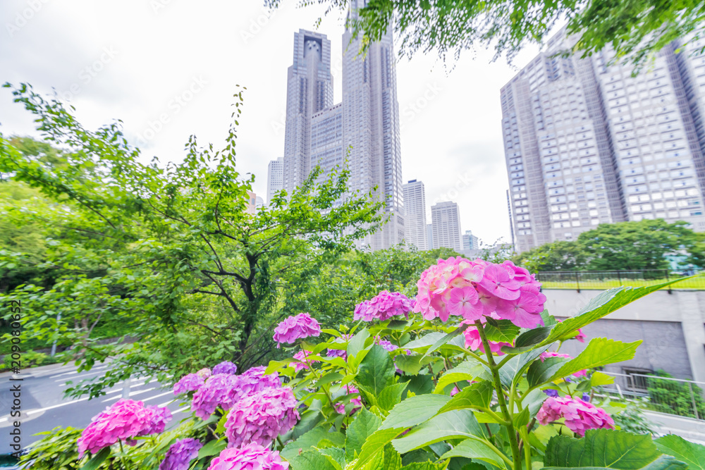 紫陽花と新宿高層ビル群