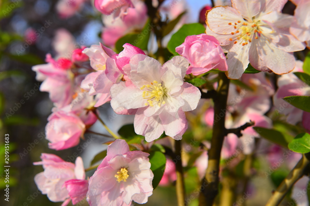 Chinese flowering crab-apple in spring