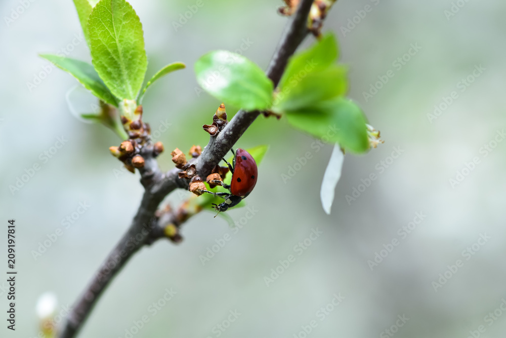 花园里开花树（灌木、灌木）树枝上的瓢虫。