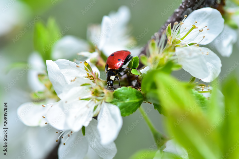 花园里一棵开花树（灌木、灌木）的树枝上的瓢虫。