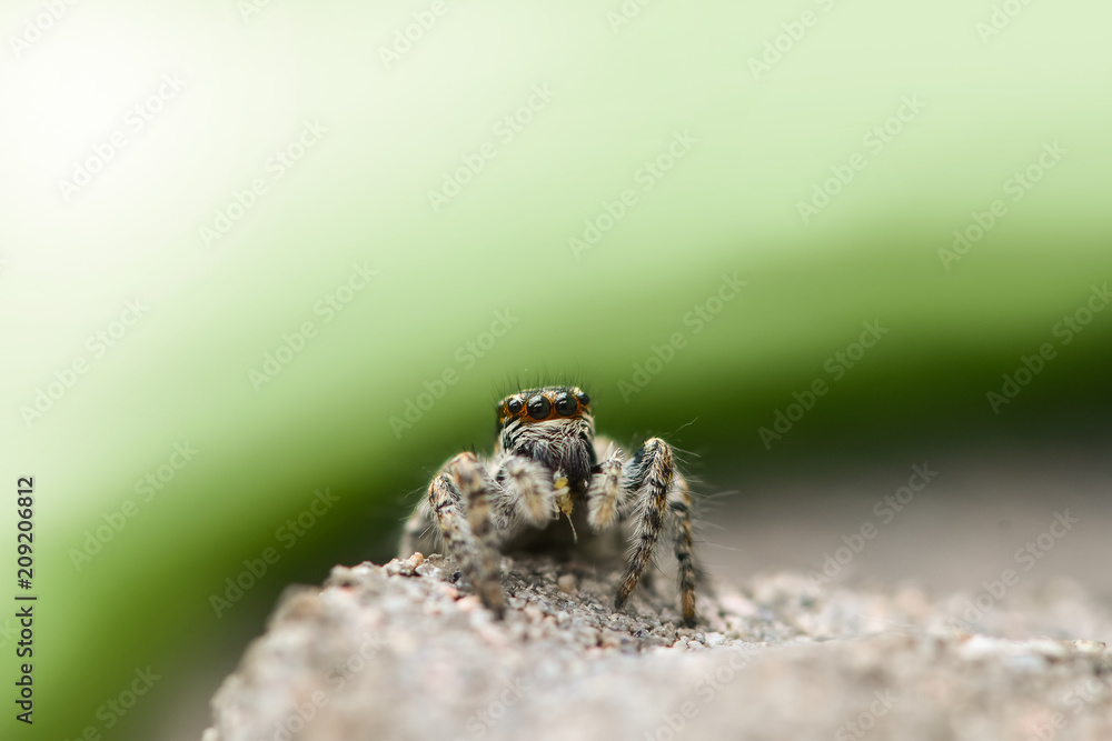 The jumping spider with the caught prey on a gray and green background. Life going under our feet on