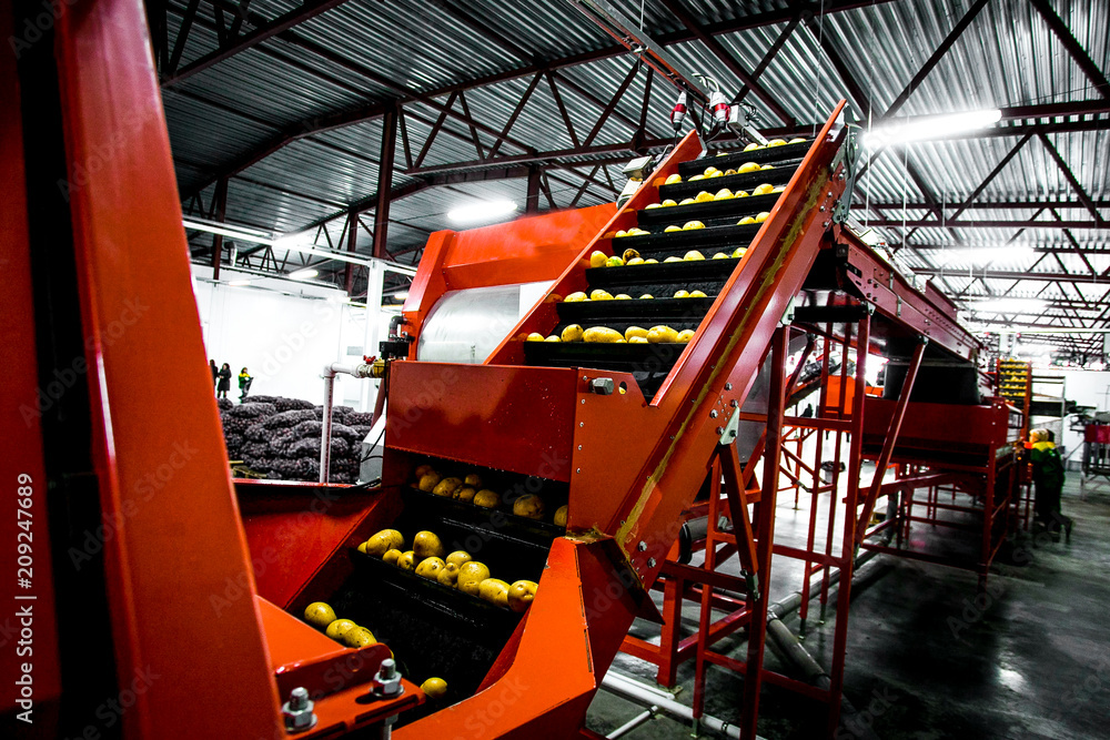 Potato sorting, processing and packing factory