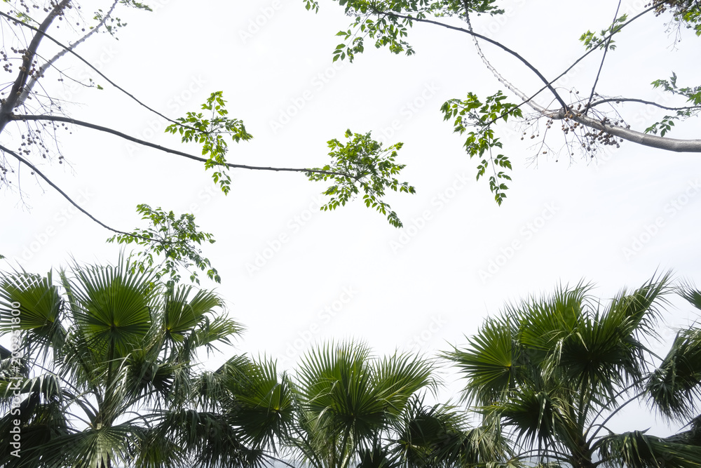 蓝天背景下的棕榈树剪影。地中海海岸上令人惊叹的夏季景象