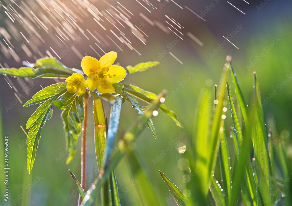 背景模糊，有森林花朵和春雨。