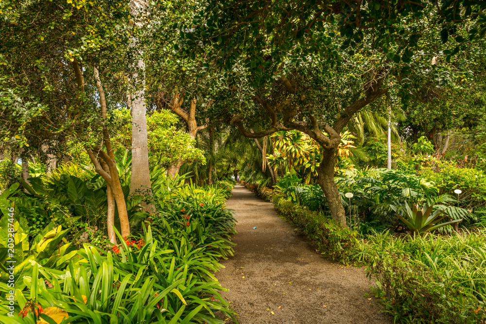 PUERTO DE LA CRUZ，TENERIFE/西班牙-2018年2月26日：热带植物