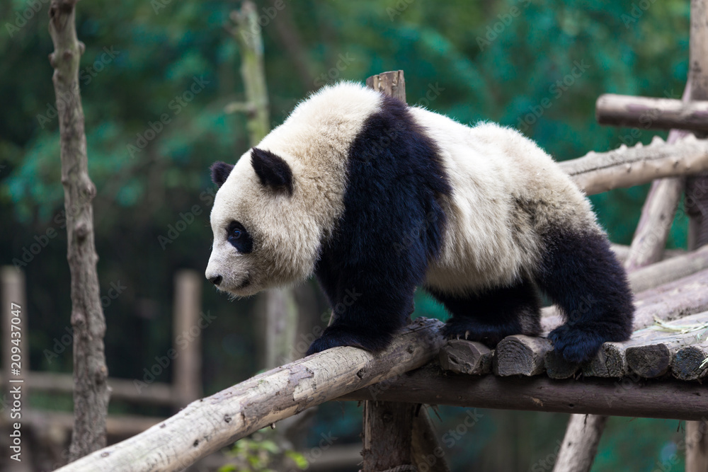 panda in chengdu