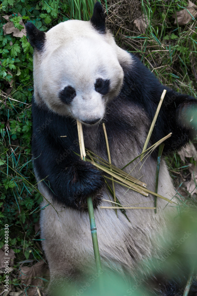 panda in chengdu