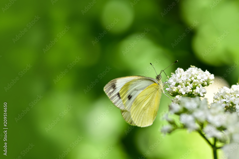 美丽的欧洲大白菜白蝴蝶（Pieris brassicae）在田野里以花朵为食