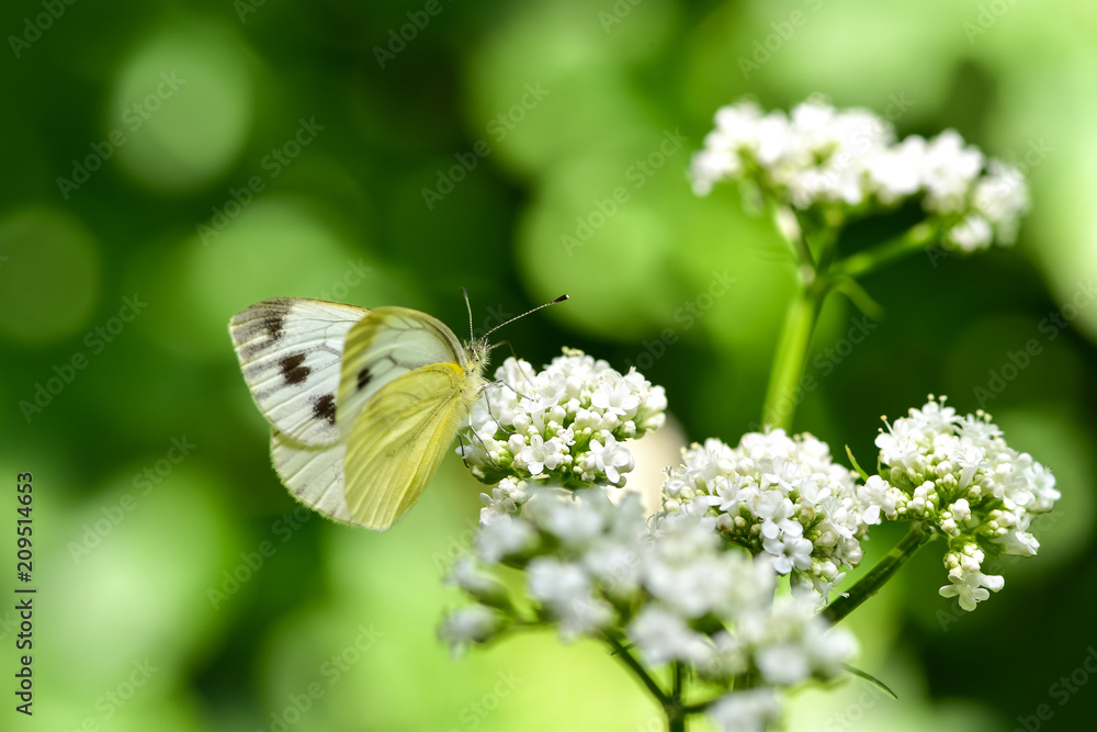 美丽的欧洲大白菜白蝴蝶（Pieris brassicae）以田野中的花朵为食