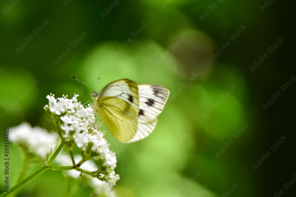 美丽的欧洲大白菜白蝴蝶（Pieris brassicae）在田野里以花朵为食