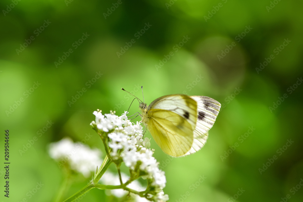 美丽的欧洲大白菜白蝴蝶（Pieris brassicae）在田野里以花朵为食