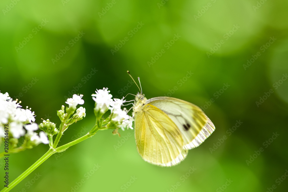 美丽的欧洲大白菜白蝴蝶（Pieris brassicae）在田野里以花朵为食