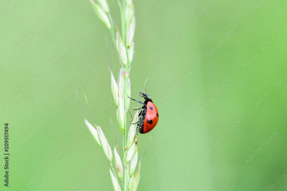 Soft focused fresh ears of young green grass and ladybug on nature in spring summer field close-up o