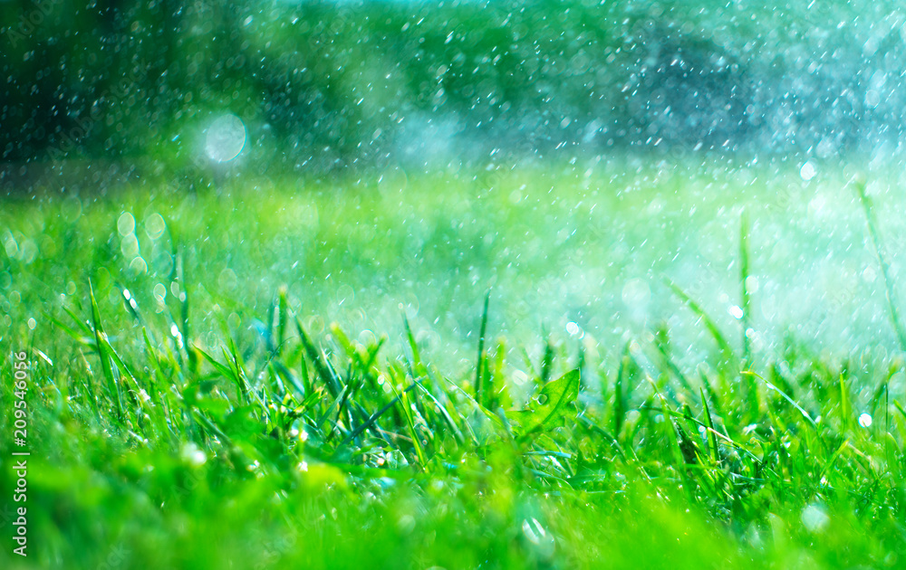 有雨滴的草地。正在浇水的草坪。下雨。有水滴的模糊绿色草地背景特写。