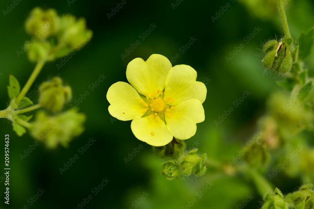 夏日花园里盛开的细长五花菜。美丽的小黄流