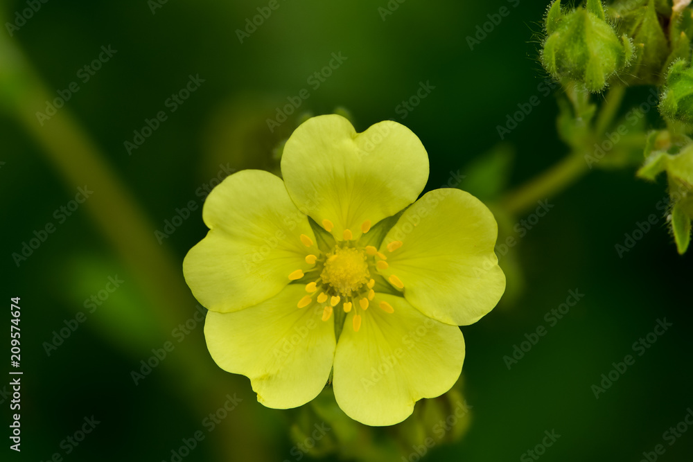 夏日花园里盛开的细长五花菜。美丽的小黄流