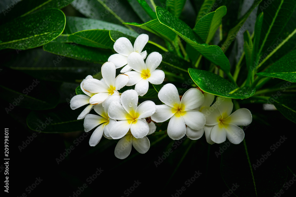 近距离观察，李子白色花朵潮湿的雨水。Adenium热带花朵，（Frangipani）