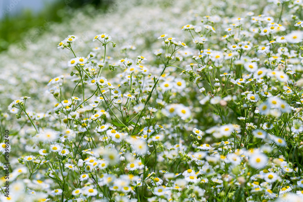 erigeron annuus