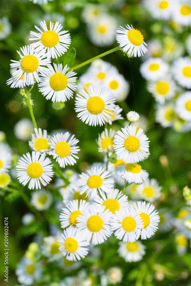 erigeron annuus特写