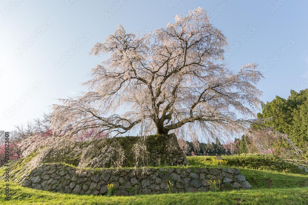 Matabei sakura，种植在奈良县宇田市洪果地区的受人喜爱的巨型悬垂樱花树