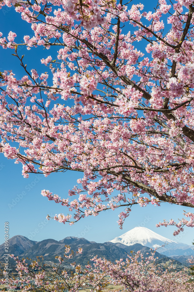 春日的川津坂原和富士山