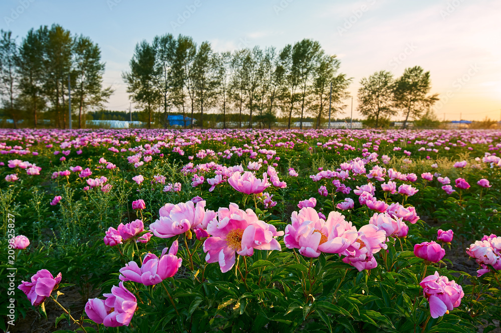 牡丹花胜景。