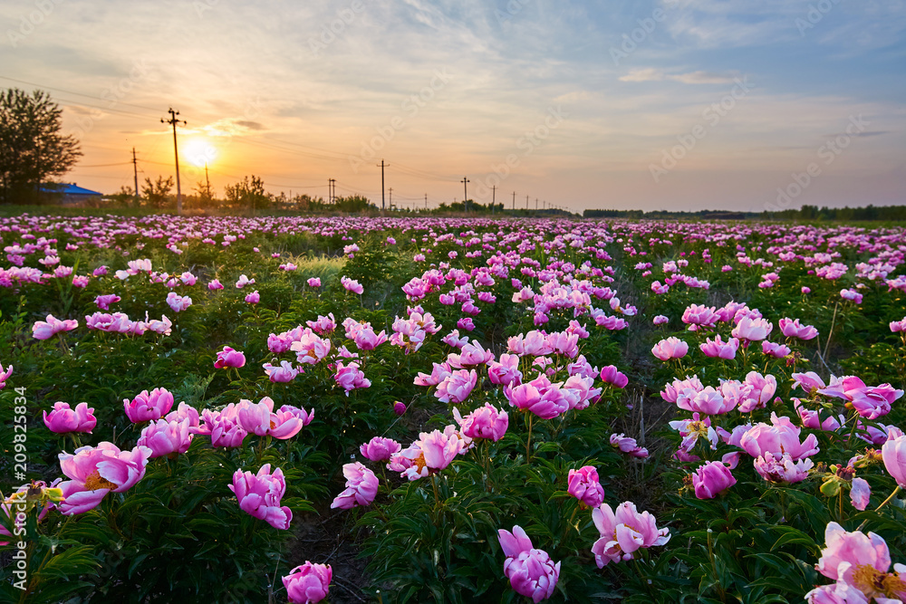 牡丹花胜景。