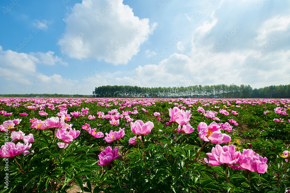 牡丹花胜景。