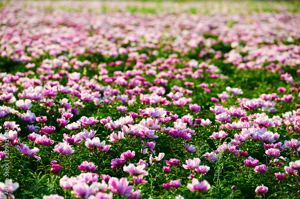 牡丹花风景如画。