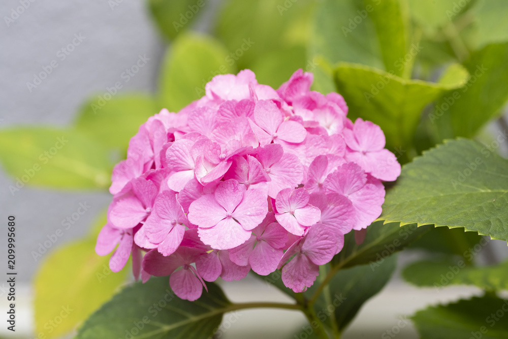 雨季的粉红色绣球花