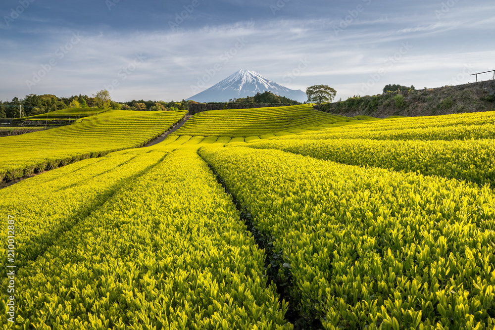 静冈县春天的茶园和富士山